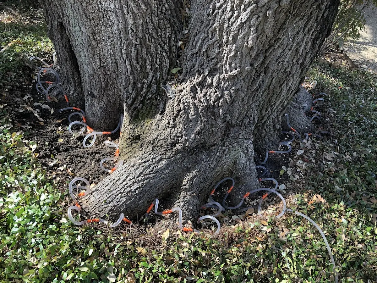 Detailed Tree Cabling and Bracing job site in Easley