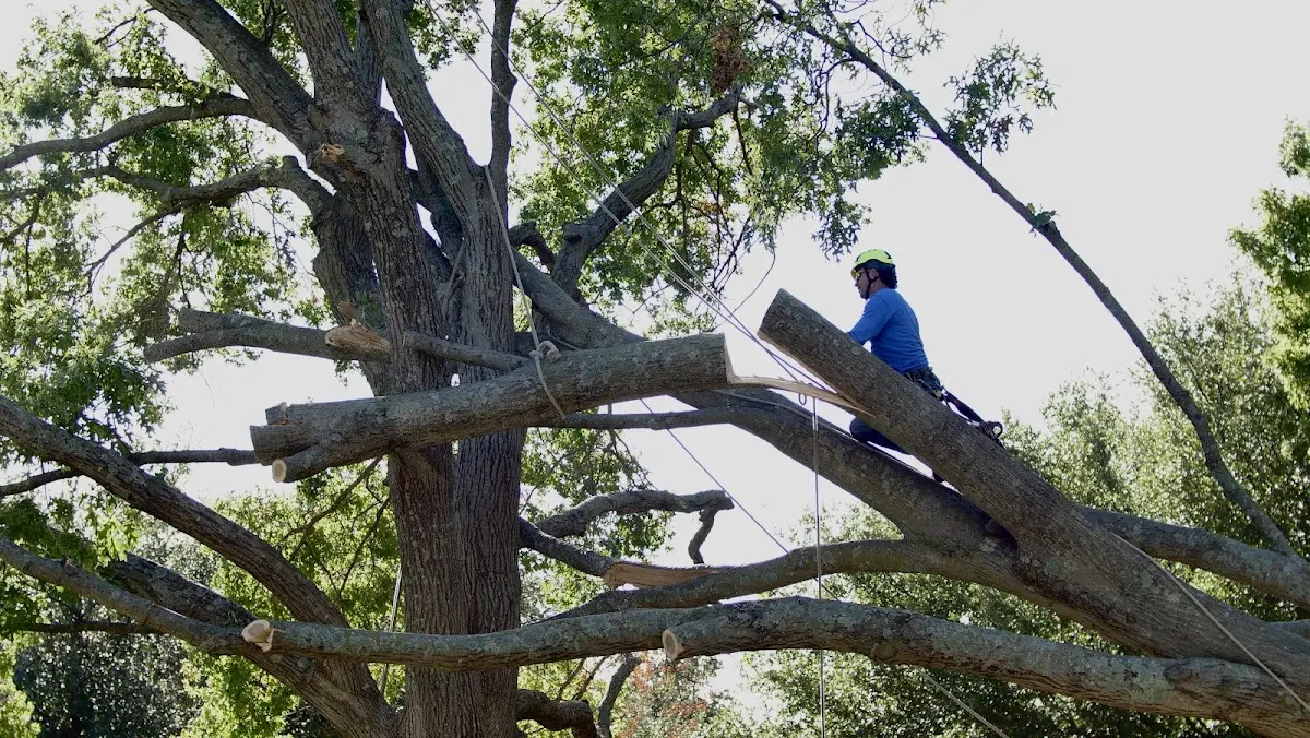 Professional Hazardous Tree Removal performed by certified arborists in Easley