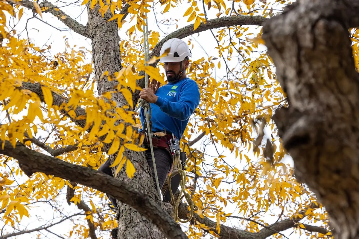 Skilled Tree Pruning crew working in Easley